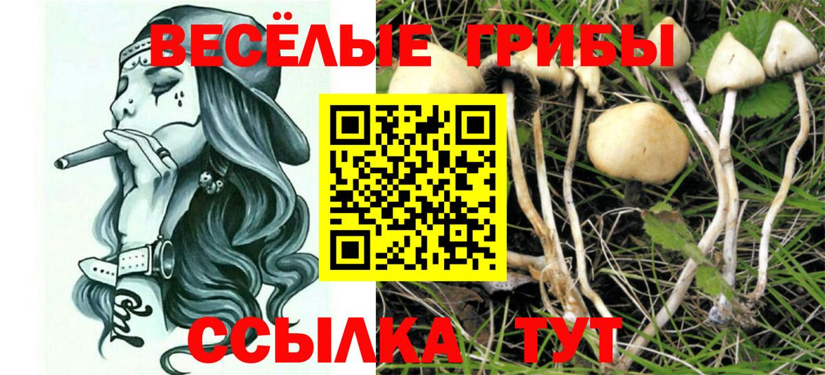 Галлюциногенные грибы Psilocybe Якутск